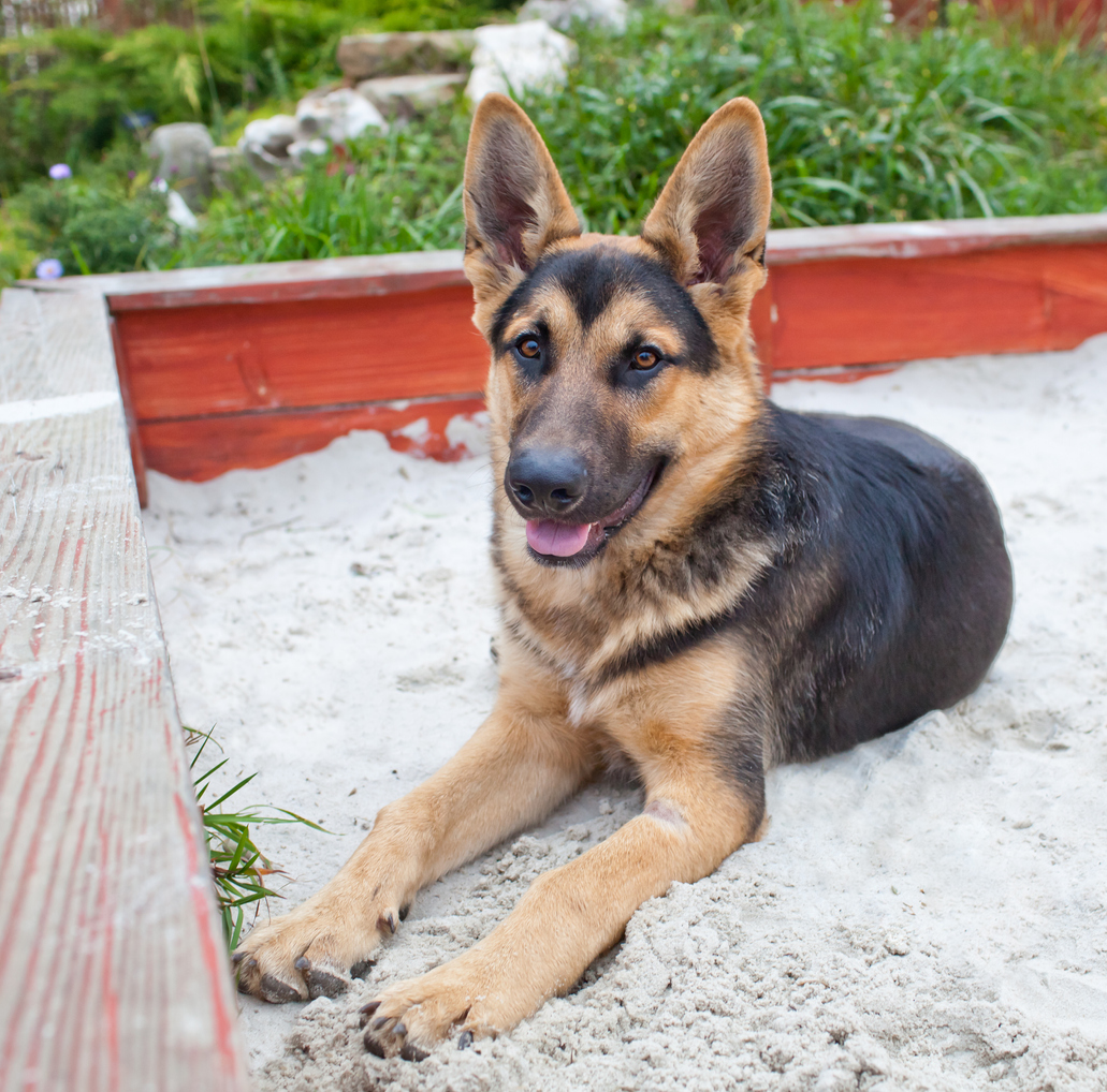 sand box for dogs